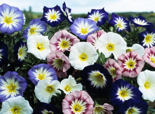 Convolvulus tricolor (Mischung)