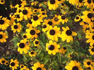 Rudbeckia triloba