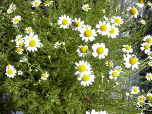 Anthemis nobilis