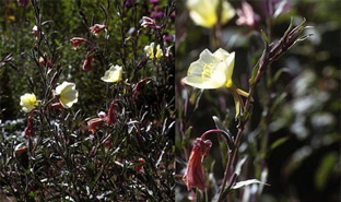 Oenothera odorata