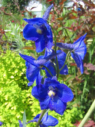 Delphinium belladonna 'Bellamosum'