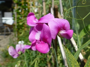 Lathyrus latifolius 'Rote Perle'