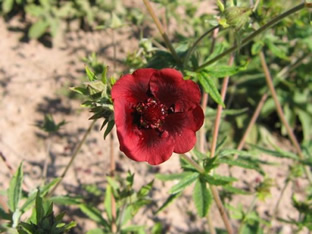 Potentilla thurberi