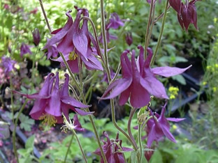 Aquilegia atrata