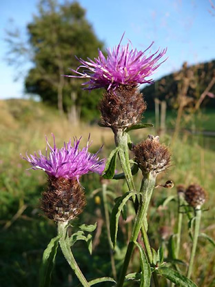 Centaurea nigra