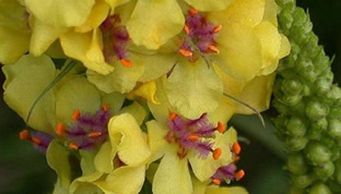 Verbascum nigrum