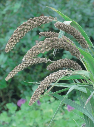 Setaria italica 'Hylander'