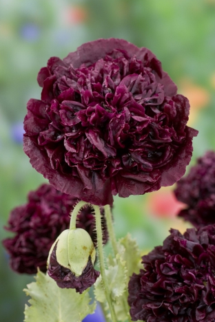 Papaver somniferum 'Black Peony'