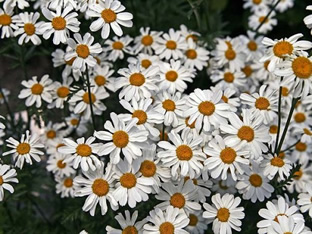 Tanacetum corymbosum