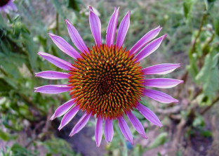 Echinacea pallida