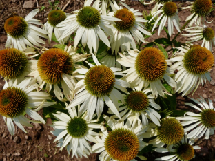 Echinacea purpurea 'Baby Swan White'