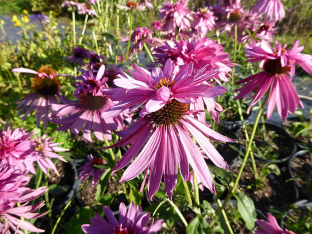 Echinacea purpurea 'Doppeldecker'