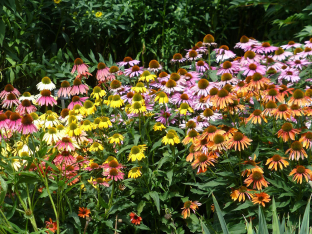 Echinacea-Hybride 'Paradiso'