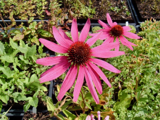 Echinacea purpurea