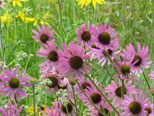 Echinacea tennesseensis