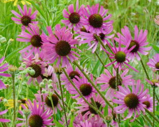 Echinacea tennesseensis