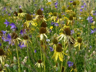 Echinacea paradoxa