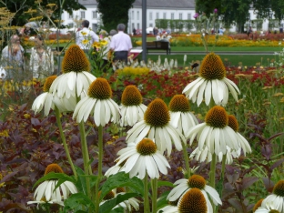 Echinacea purpurea 'Alba'