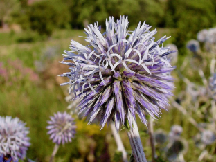 Echinops sphaerocephalus