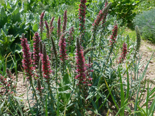 Echium amoenum