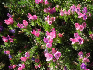 Echium plantagineum 'Rose Bedder'