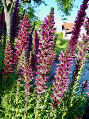 Echium russicum