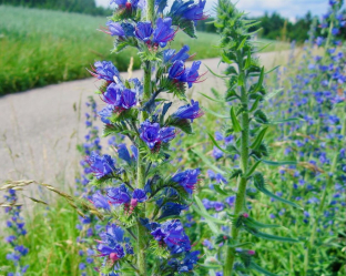 Echium vulgare