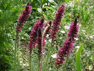 Echium amoenum