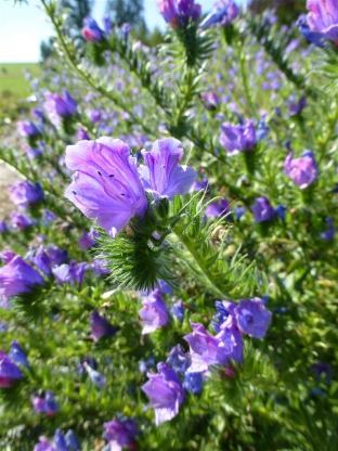 Echium plantagineum 'Blue Bedder'