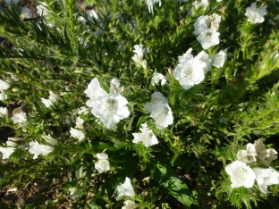 Echium plantagineum 'White Bedder'