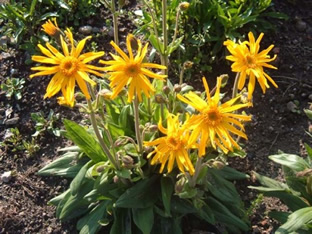Arnica montana