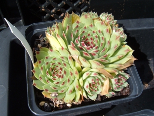 Sempervivum tectorum