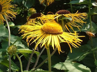 Inula helenium