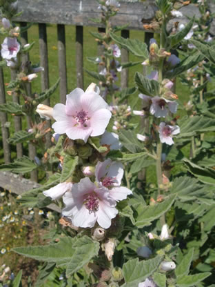 Althaea officinalis