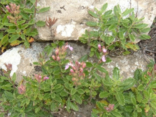 Teucrium chamaedrys