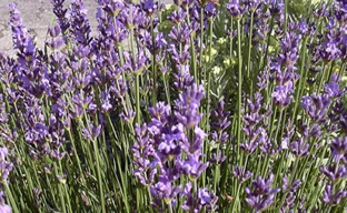 Lavandula angustifolia