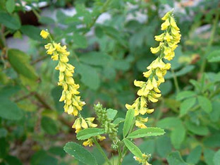 Melilotus officinalis