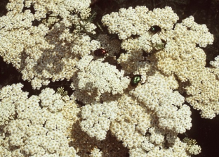 Achillea nobilis