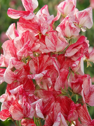 Lathyrus odoratus 'Grandiflora America'