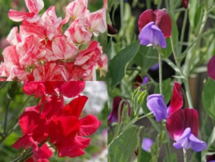 Lathyrus odoratus 'Dreifarbenmischung'