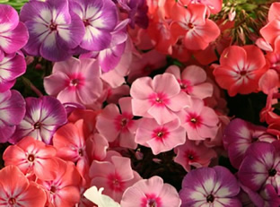 Phlox drummondii 'Grandiflora Mischung'