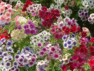 Phlox drummondii 'Grandiflora Tapestry Mixture'