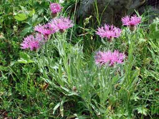 Centaurea uniflora ssp. nervosa