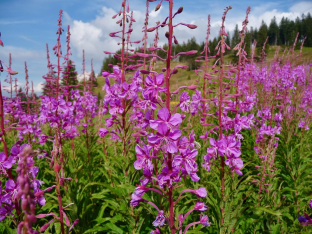 Epilobium angustifolium