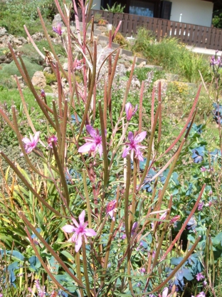 Epilobium dodonaei