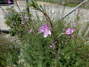 Epilobium dodonaei