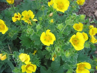 Potentilla fragiformis ssp. megalantha