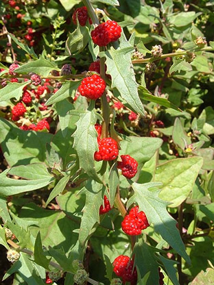 Chenopodium capitatum