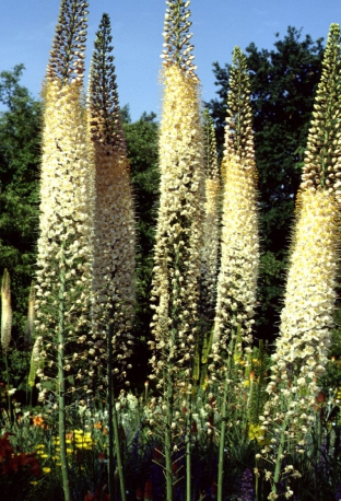 Eremurus robustus