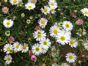 Erigeron karvinskianus